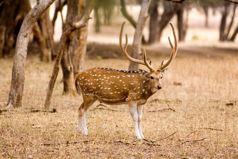 Pania Wildlife Sanctuary, Amreli, Gujarat - Vushii.com